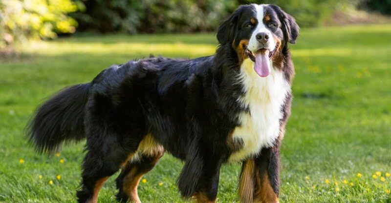 Crowds rarely faze these 11 dog breeds – plus 2 that handle chaos surprisingly well