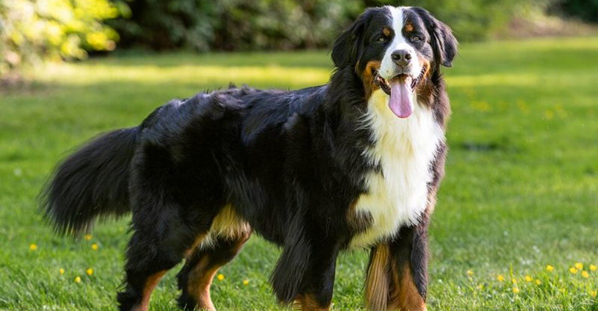 Crowds rarely faze these 11 dog breeds – plus 2 that handle chaos surprisingly well