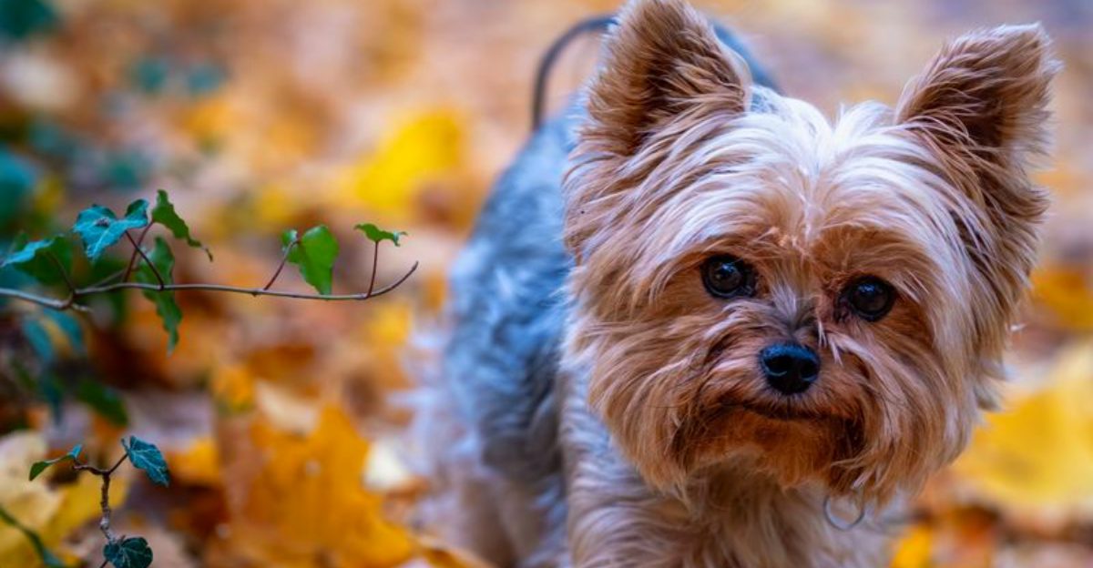 Designer dogs changed everything – These 11 breeds are constantly mistaken now, plus 3 surprising victims
