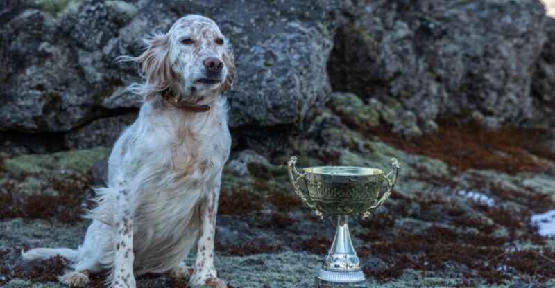 Distance means nothing to these 12 remarkable dog breeds – plus 2 born to keep going