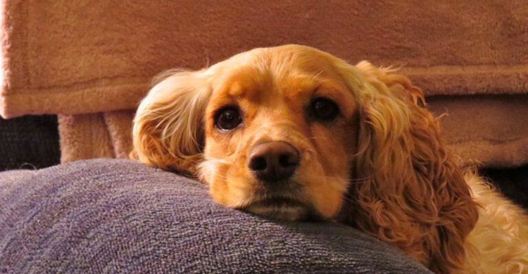 Dog ownership trends are changing and these 14 breeds are feeling it dog news