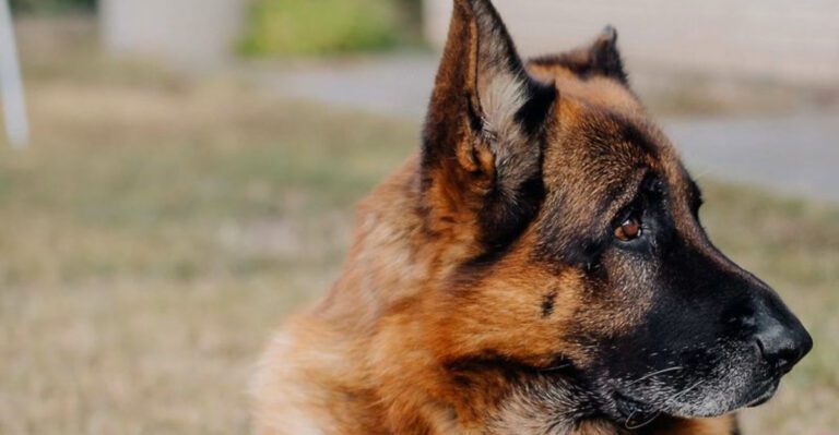 Earn the loyalty of these 13 dog breeds and theyll guard you without hesitation dog news