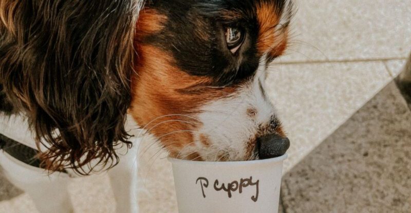 Every dog owner should know these 13 dangerous foods before its too late