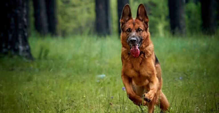 Few companions are as observant as these 11 remarkably alert dog breeds dog news