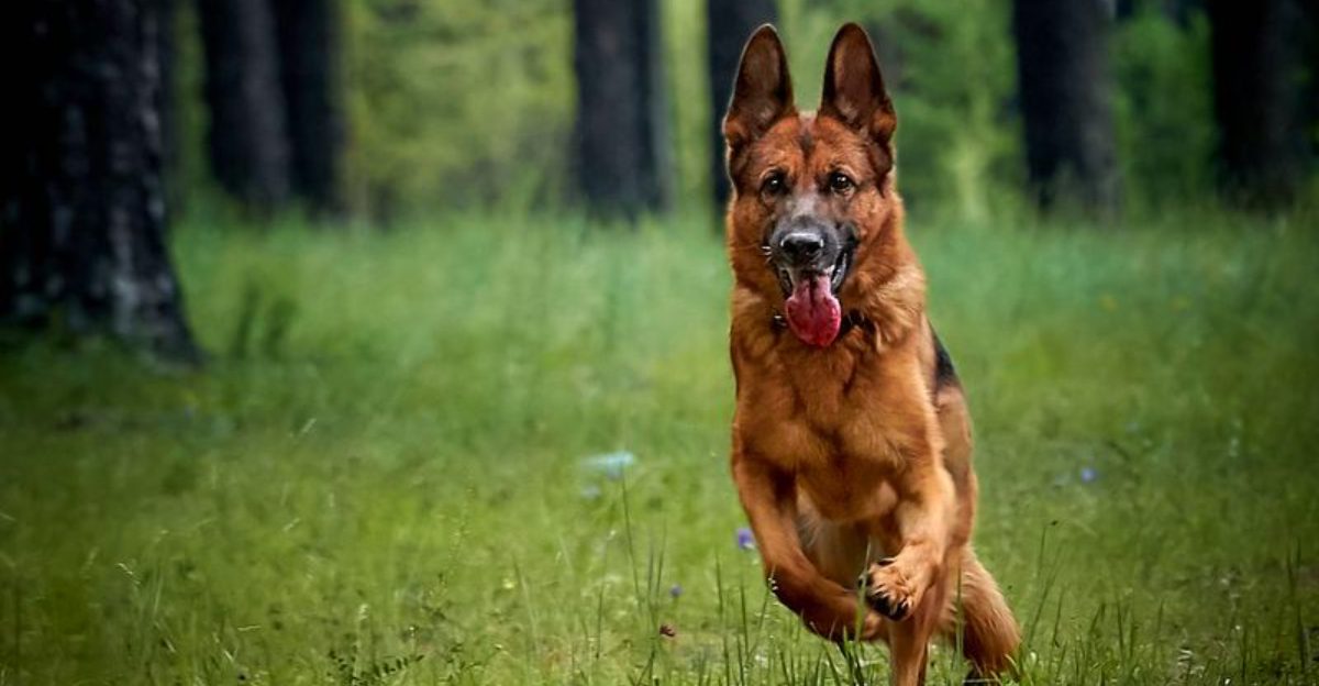 Few companions are as observant as these 11 remarkably alert dog breeds