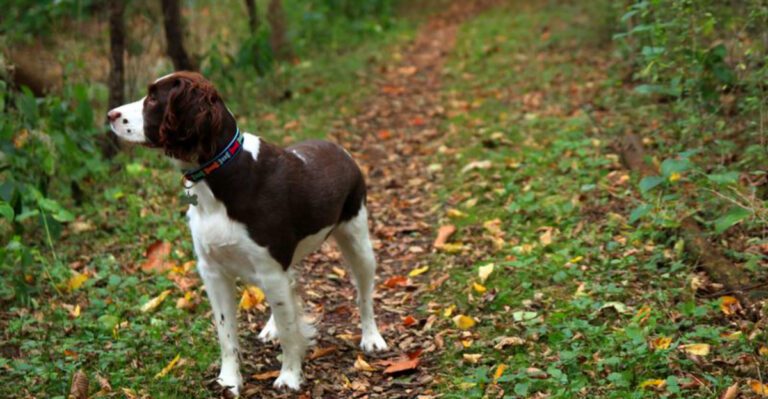 First time owners often overlook these 13 dog breeds experienced owners rarely do dog news