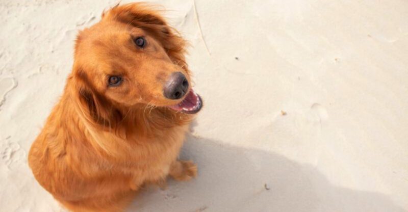 For these 12 dog breeds one thrown ball is never enough