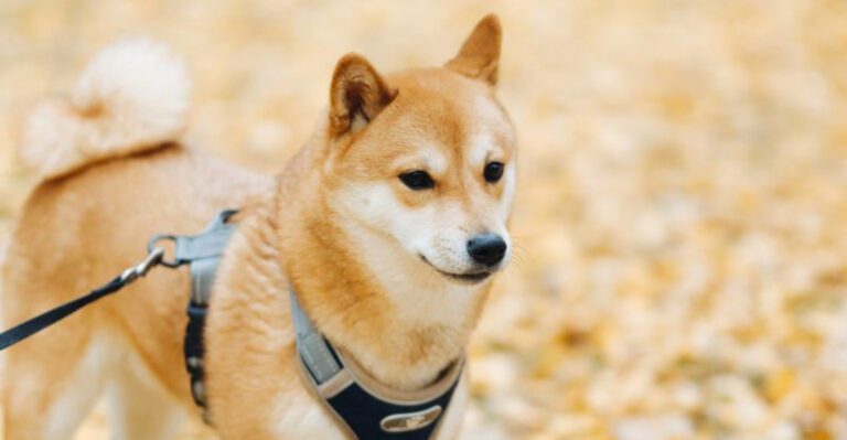 Forget blending in these 11 unforgettable dog breeds were born to stand out dog news