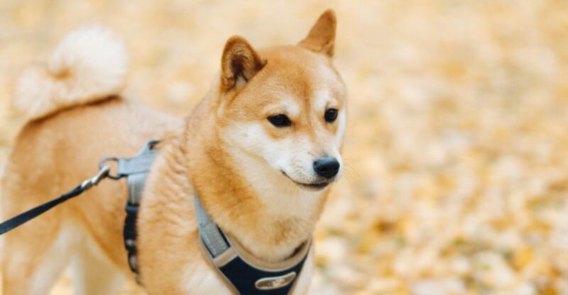Forget blending in these 11 unforgettable dog breeds were born to stand out