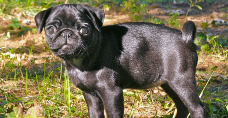 Forget the old rules about apartment dogs These 13 breeds are rewriting them