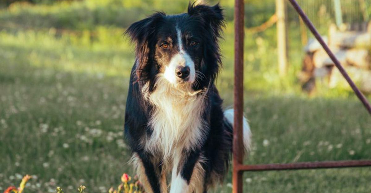From one country to another these 12 dog breeds continue stealing the spotlight