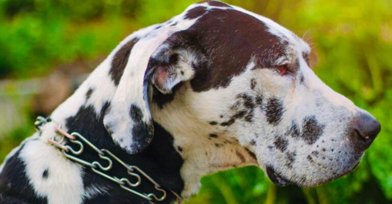 Gentle by nature these 14 dog breeds make wonderful everyday companions dog news