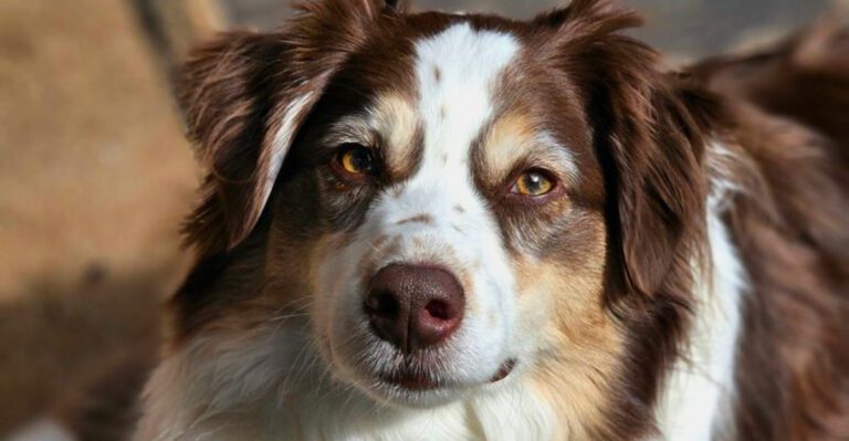 Home doesnt feel complete to these 14 dog breeds unless youre there too dog news