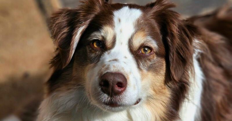 Home doesnt feel complete to these 14 dog breeds unless youre there too