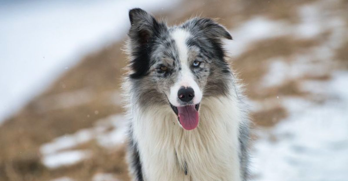 If you love easy dogs these 11 breeds may change your mind quickly