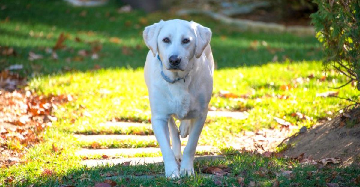 Ignore the minds of these 12 dog breeds and theyll find their own way to stay busy