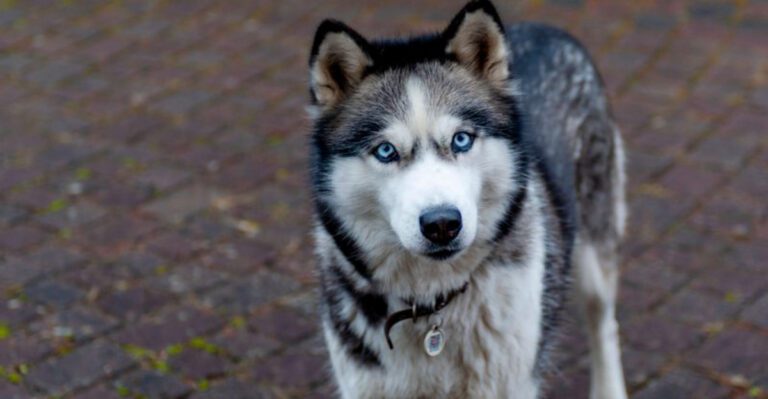 Impatient owners often struggle with these 13 remarkable dog breeds dog news