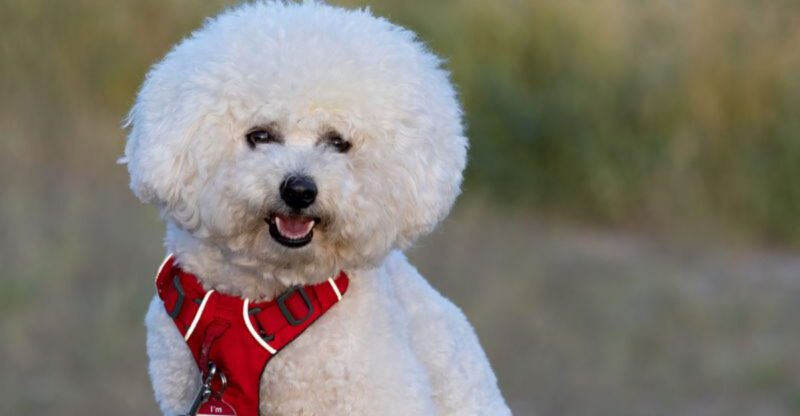 Introverts arent avoiding people theyre choosing these 13 incredible dog breeds instead