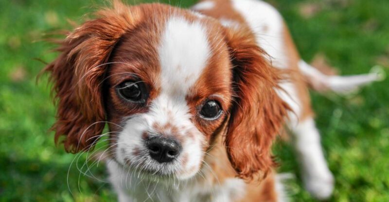 Leaving these 13 dog breeds home alone is harder on them than most owners realize