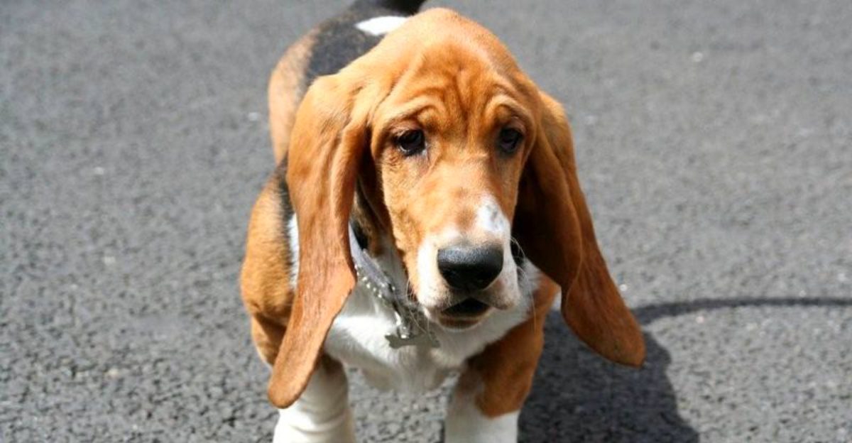 Life feels different with these 12 incredibly peaceful dog breeds plus 3 that seem to calm everyone around them