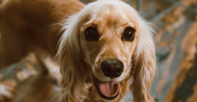 Life gets hectic but these 11 dog breeds often handle it better than expected dog news
