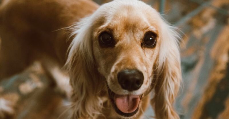 Life gets hectic but these 11 dog breeds often handle it better than expected