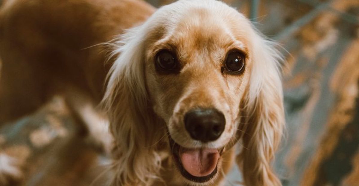 Life gets hectic but these 11 dog breeds often handle it better than