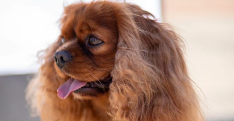 Long after puppyhood ends these 13 dog breeds continue deepening the bond dog news