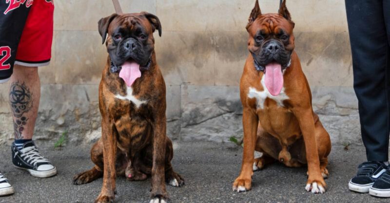 Loyal without being needy These 15 dog breeds strike the perfect balance