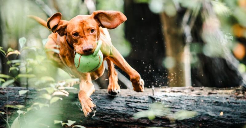 Many families give up on these 13 dog breeds before truly understanding them