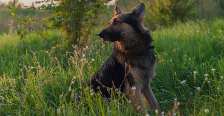 Many owners choose these 13 dog breeds once and never look back dog news