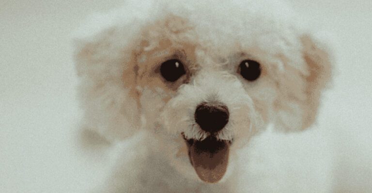 Many owners enjoy extra years with these 11 remarkable dog breeds dog news