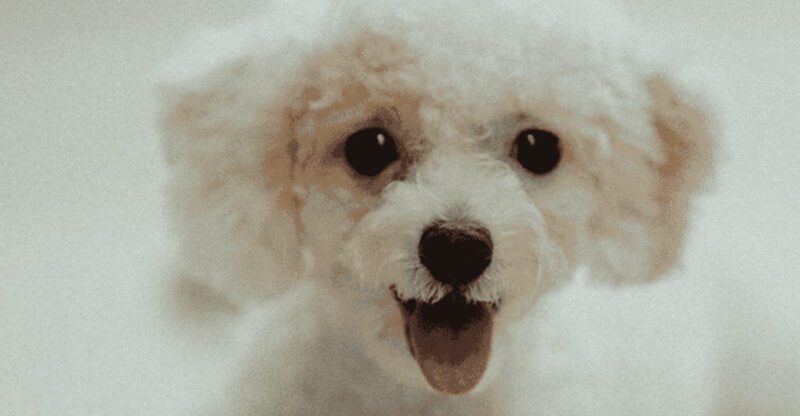Many owners enjoy extra years with these 11 remarkable dog breeds