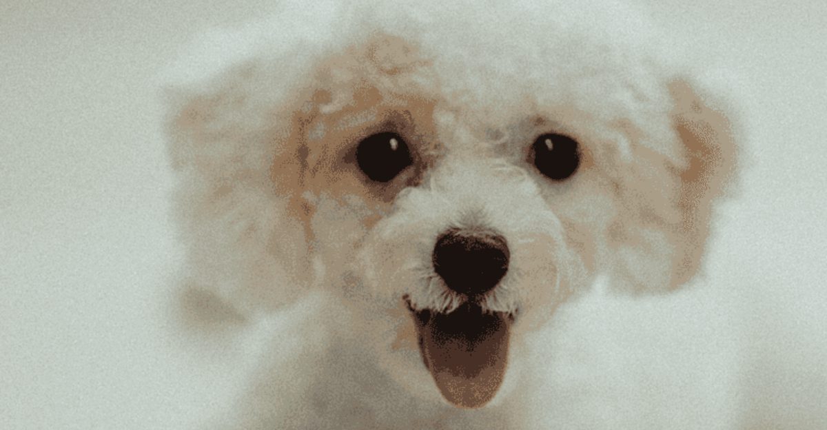 Many owners enjoy extra years with these 11 remarkable dog breeds