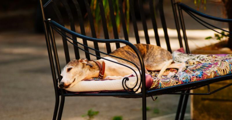 Meeting these 13 dog breeds in person changes opinions almost instantly