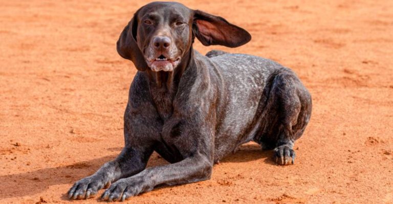 Millions of owners agree on these 13 dog breeds and these 3 are catching up dog news