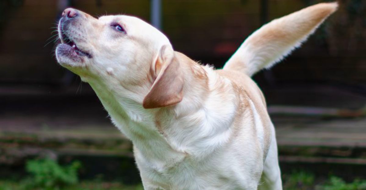 Missing socks often have four-legged suspects – These 12 dog breeds know why
