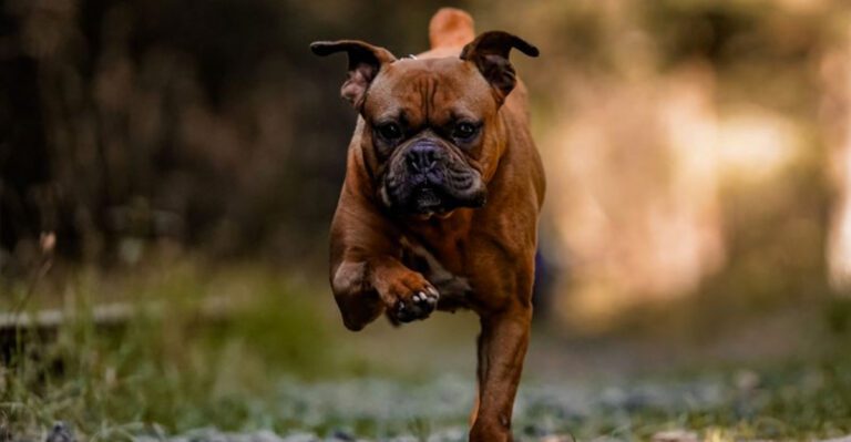 Most people only see the gentle side of these 13 dog breeds – until something feels wrong dog news