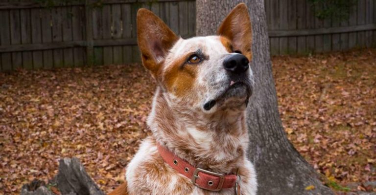 Nature gave these 14 dog breeds extraordinary abilities few others can match dog news