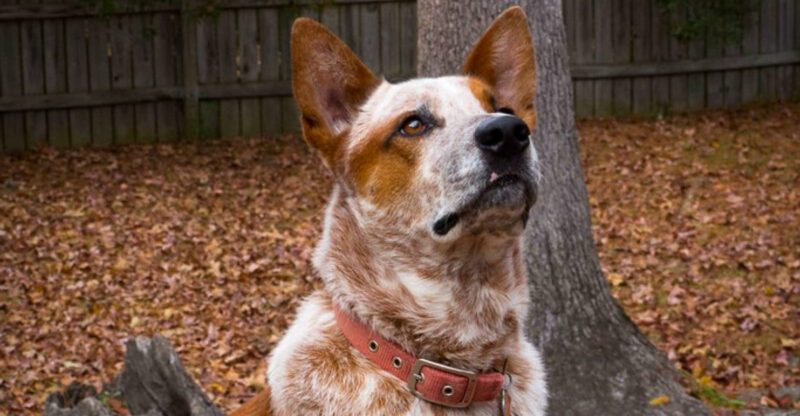 Nature gave these 14 dog breeds extraordinary abilities few others can match