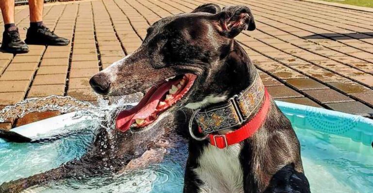 Not every dog struggles alone and these 12 breeds prove it Plus 3 that often adapt well to short periods alone dog news