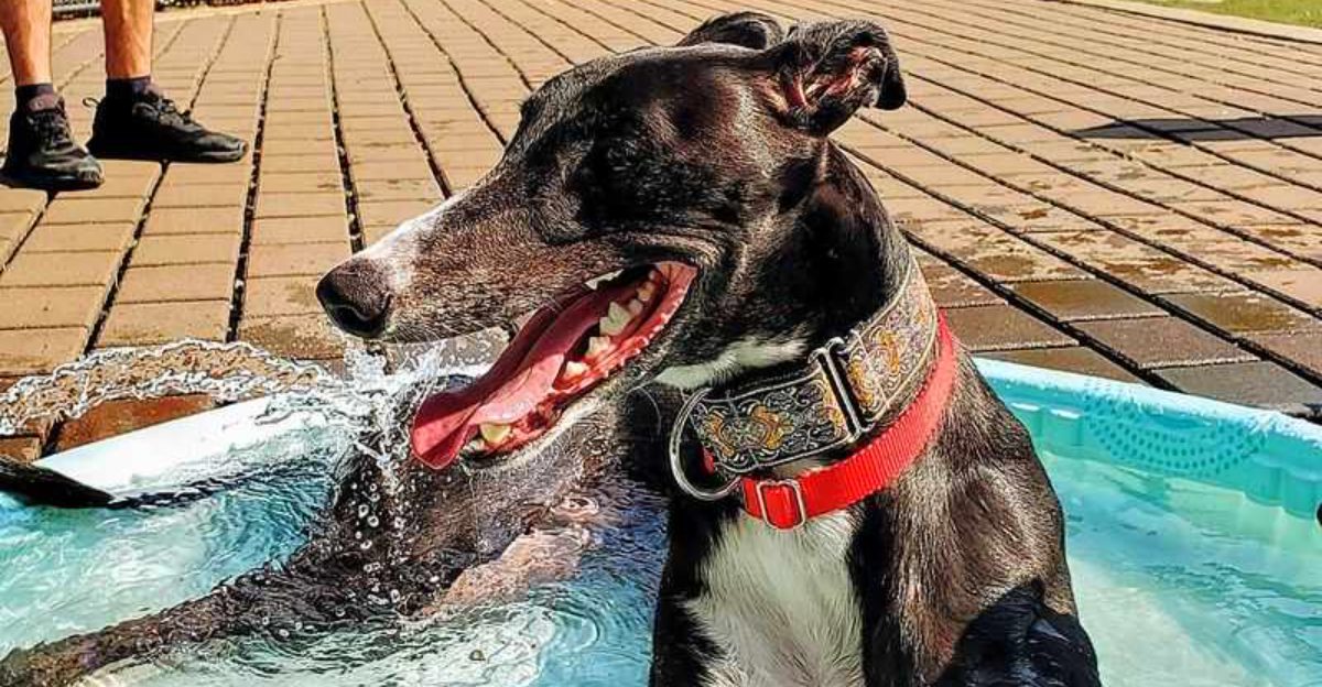 Not every dog struggles alone and these 12 breeds prove it Plus 3 that often adapt well to short periods alone