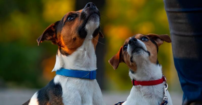 Off leash confidence can be risky with these 10 breeds plus 3 that always spot something more interesting