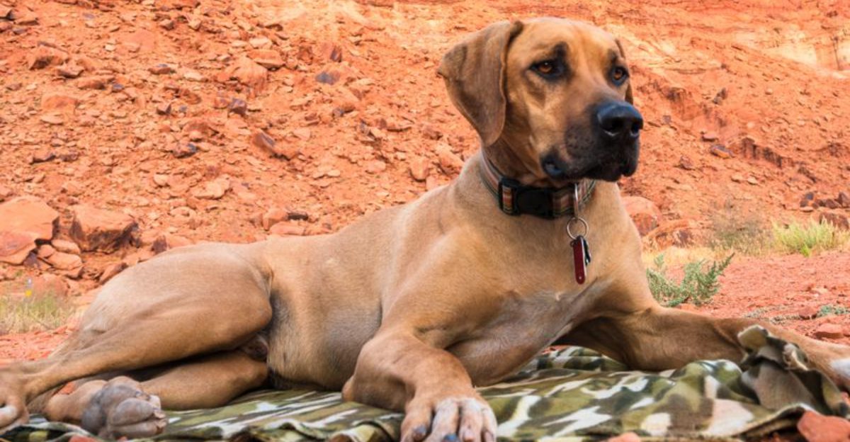 Once people own these 12 dog breeds they rarely choose another – plus 3 unforgettable companions
