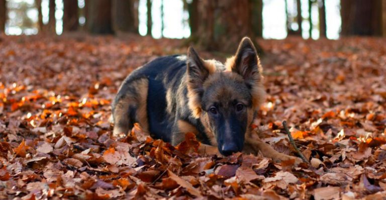 Once these 11 dogs choose you theres rarely any turning back dog news