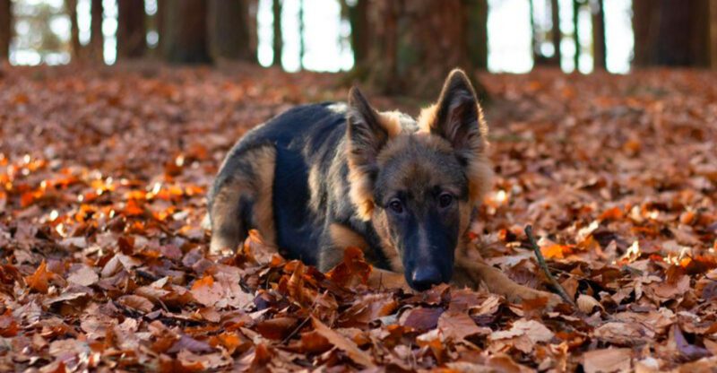 Once these 11 dogs choose you theres rarely any turning back