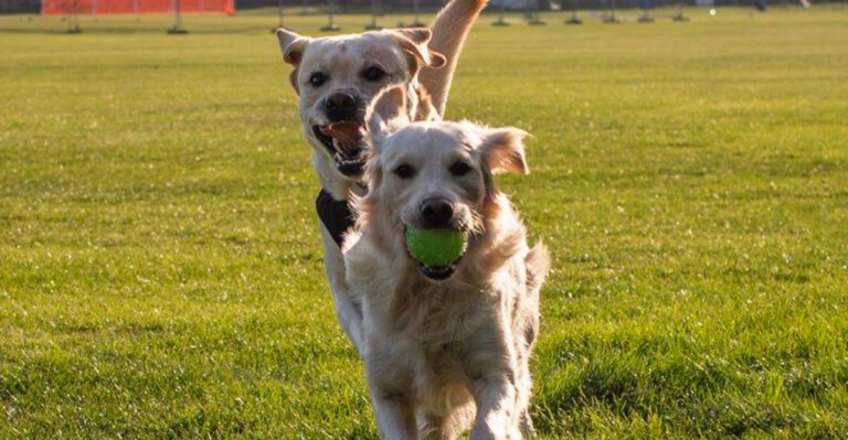 One tiny treat can keep these 12 dog breeds fully committed to the lesson dog news