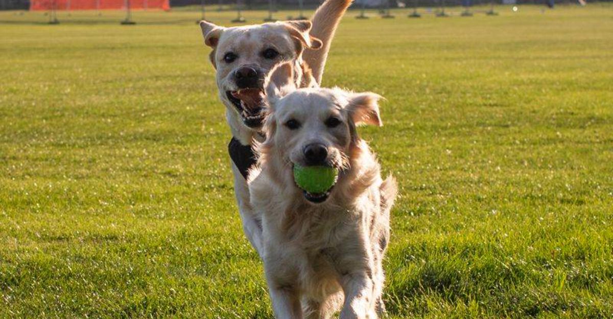 One tiny treat can keep these 12 dog breeds fully committed to the lesson