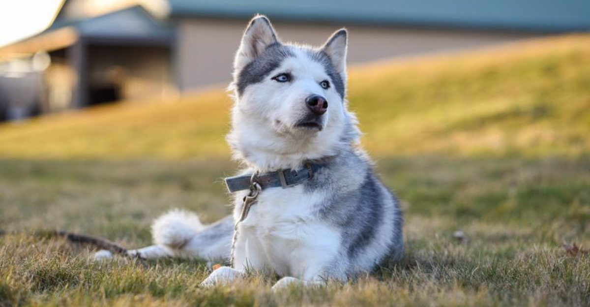 Owners of these 12 dog breeds are turning to GPS trackers for peace of mind