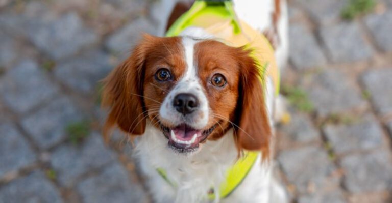 Owning these 9 dog breeds means youll rarely spend a moment alone dog news